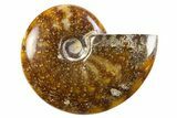 Polished Cretaceous Ammonite (Cleoniceras) Fossil - Madagascar #305915-1